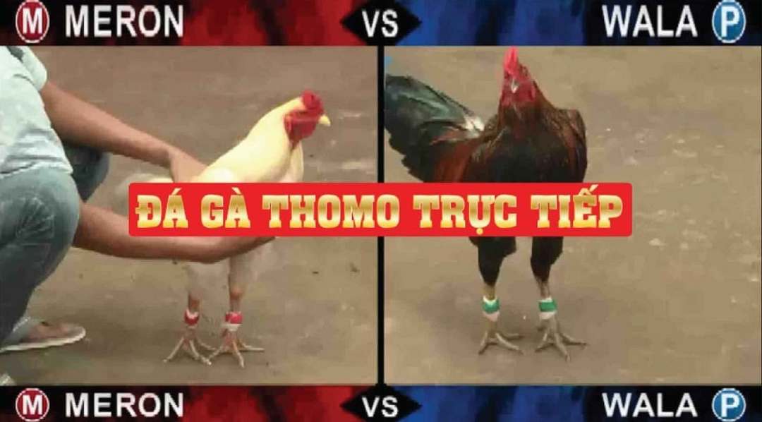 Chơi đá gà Thomo ở Việt Nam có bị bắt không?