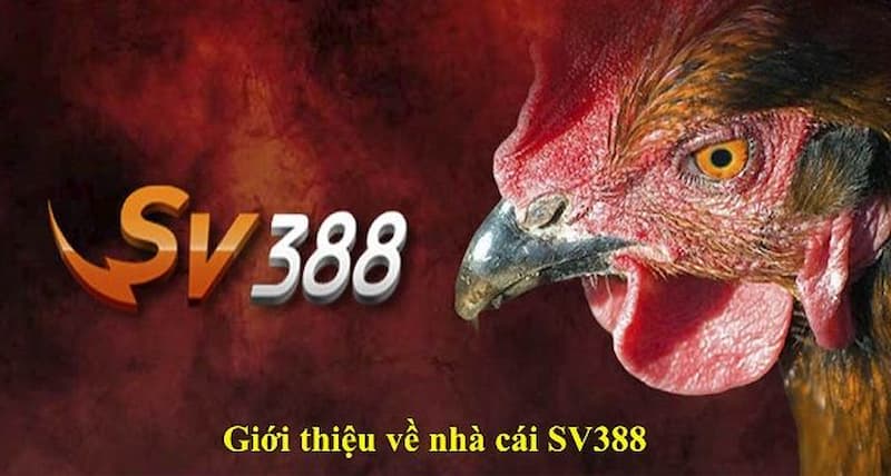 Sảnh đá gà SV388 vang danh trên thị trường giải trí online